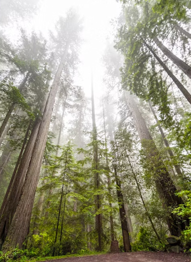 Park Rangers appear to have higher odds of being struck by lightning